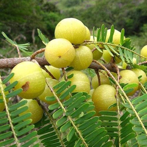 Amla (Indian Gooseberry)