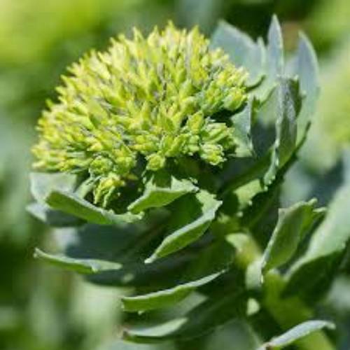 Rhodiola